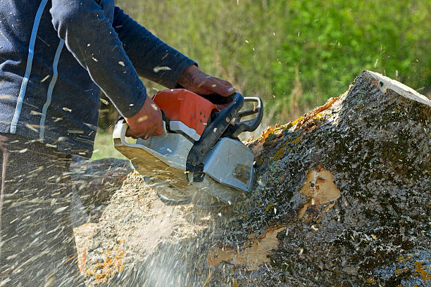 Best Commercial Tree Services  in Shattuck, OK